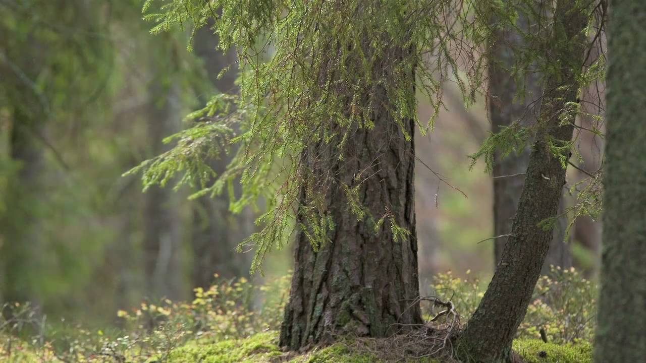 PhotoNatura i Tiveden