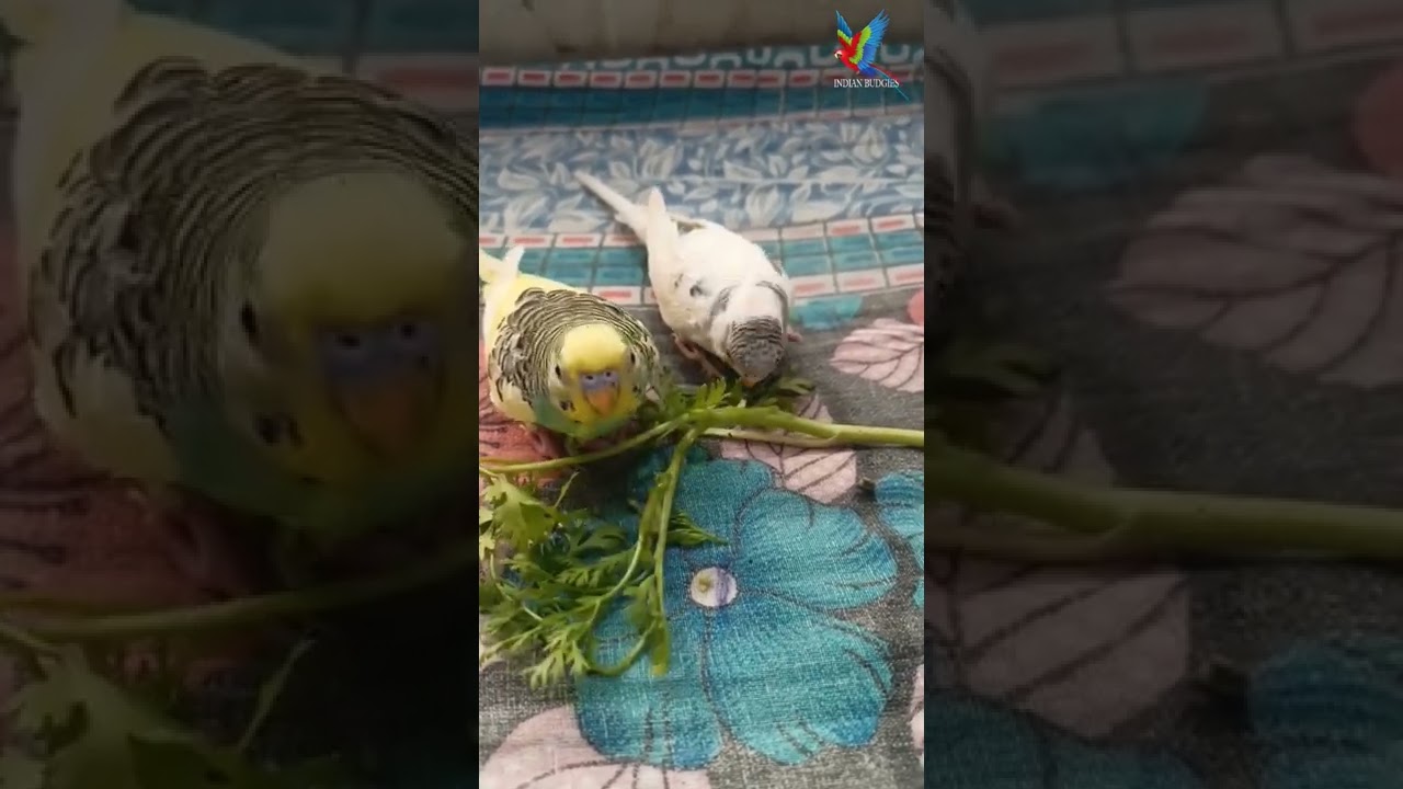 Budgie eating greenfood || budgie eating summer food #love Bird #bird #budgies #shorts