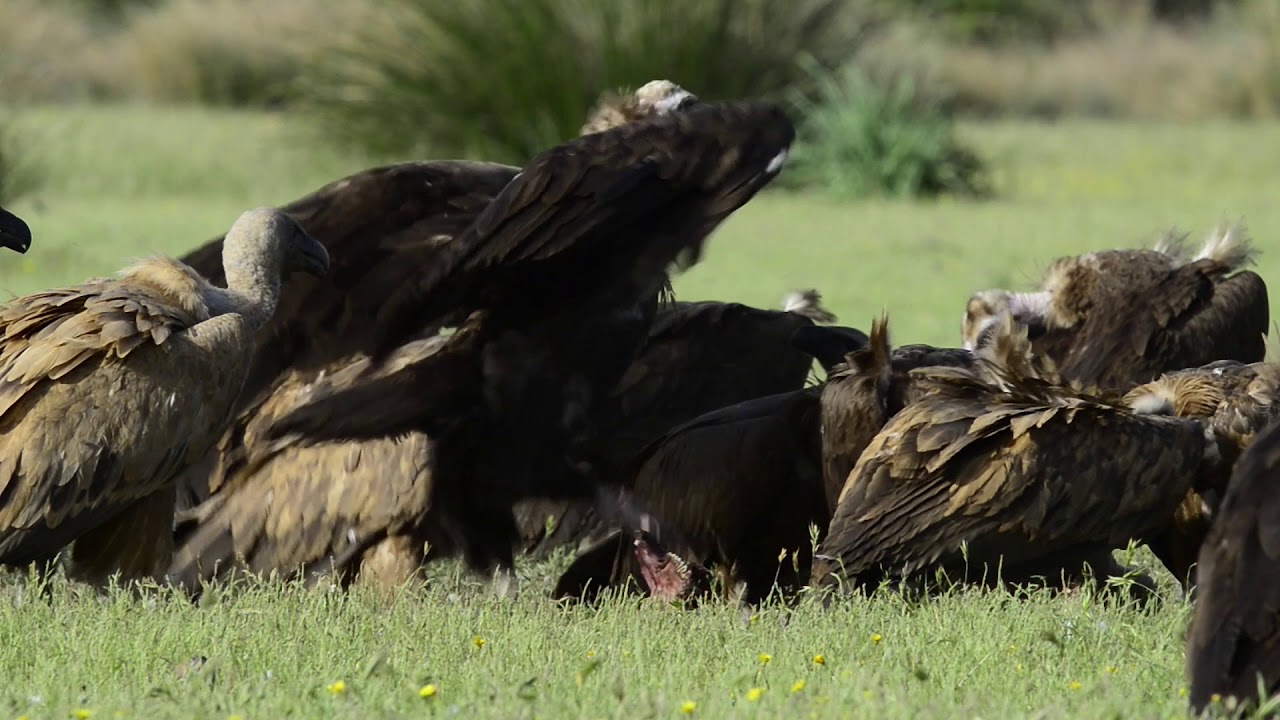 Griffon vultures and European black vultures feeding on a dead deer, Spain