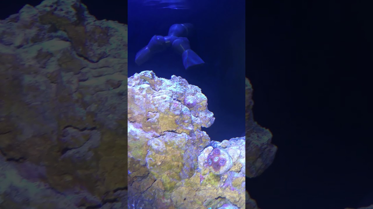 Simple way to get rid of the Red Slime Algae aka Cyanobacteria - diy without chemiclean