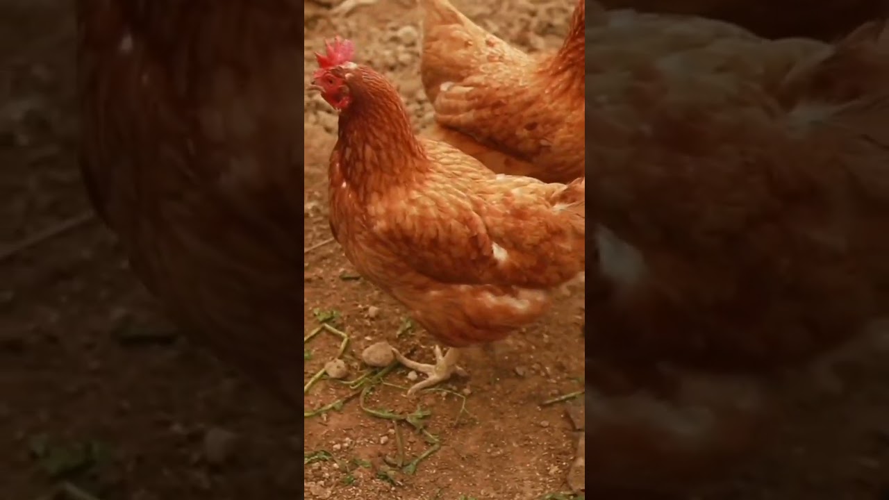 lohmann brown hen | brown Lohman breed chicken