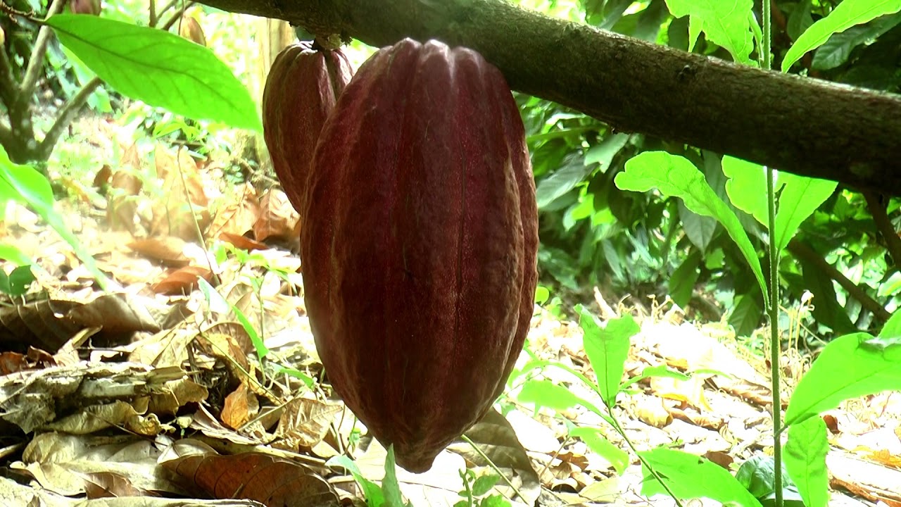 Finca de Cacao en laderas  PARTE 1