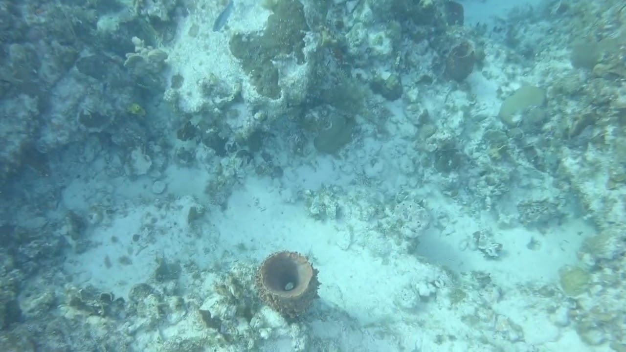 barrel sponge
