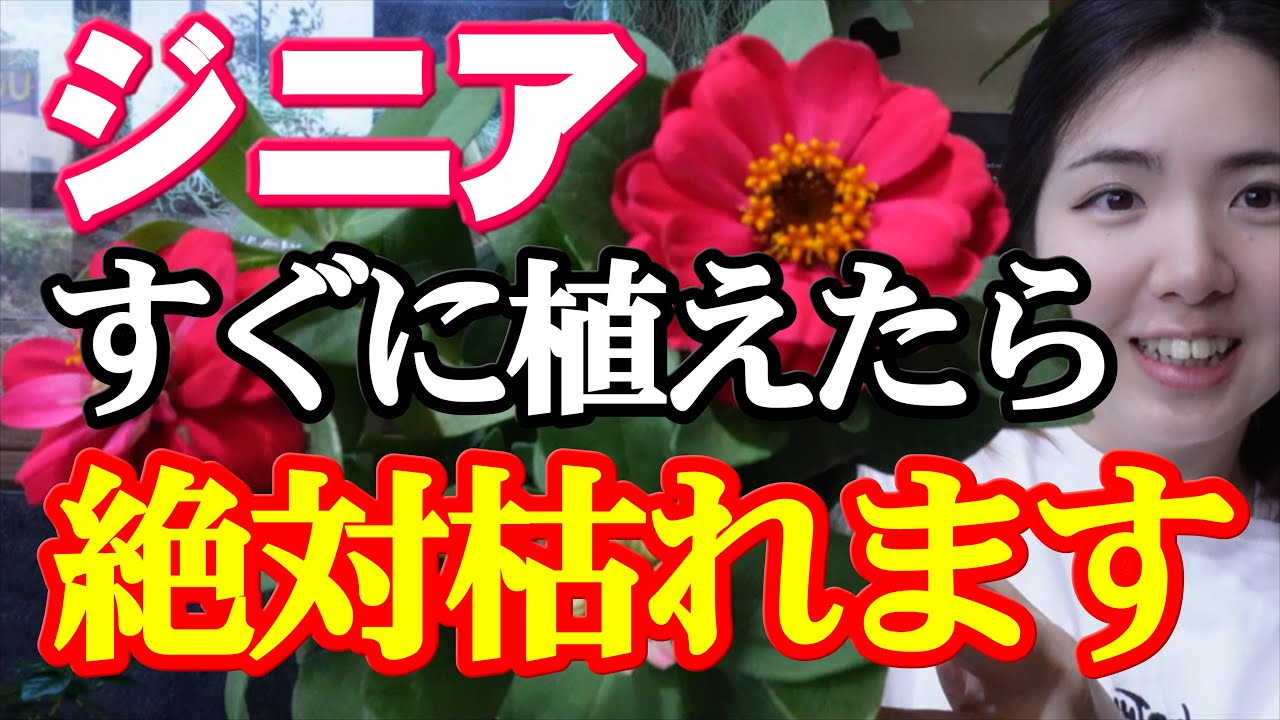 【ジニアの育て方】枯らさずに綺麗に咲かせる方法｜開花園チャンネル