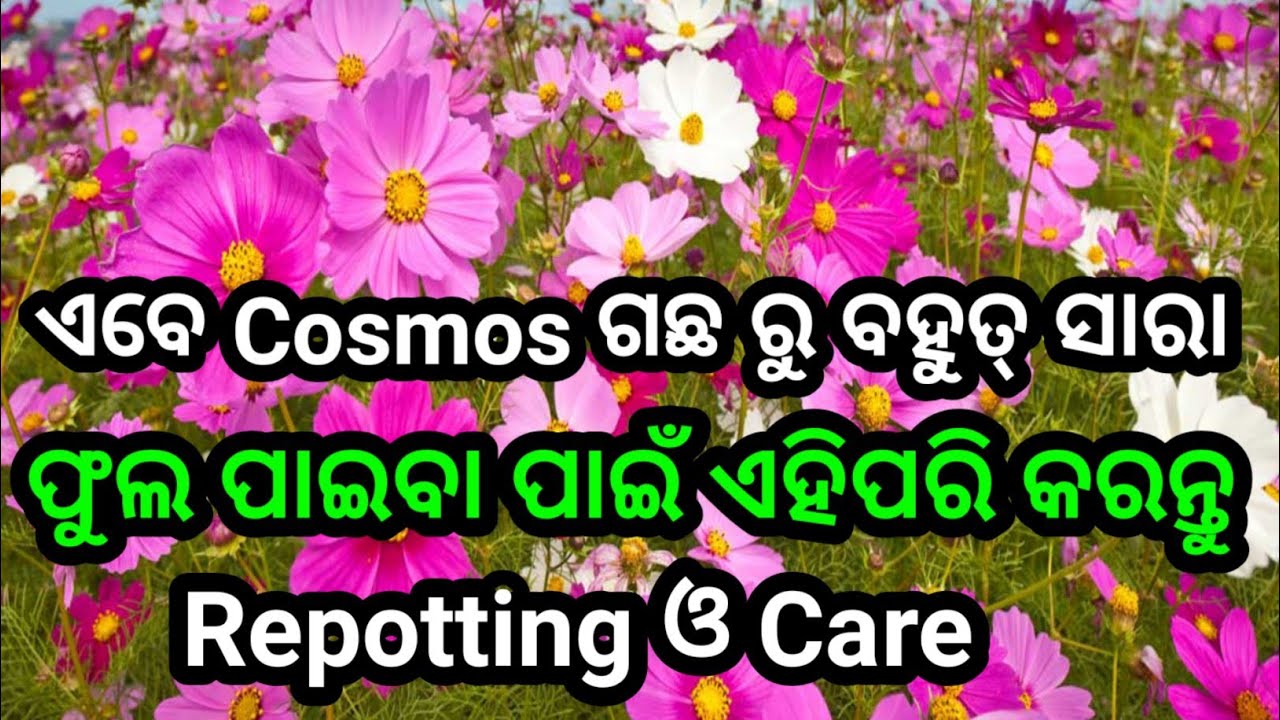 ପବନରେ ନାଚୁଥିବା କୋସମୋସ ଫୁଲ 🌸💃🌬️, Cosmos Flower Repotting & Care #cosmos #flowergarden #gardeningtips