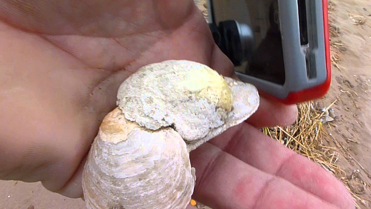 Jingle shell or toenail shell or Gold shell  Anomia Simplex live part 2
