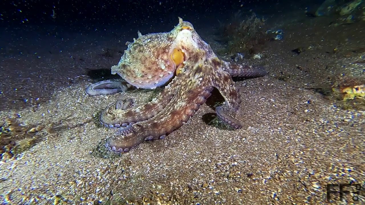 Octopus & Puffer Fish 