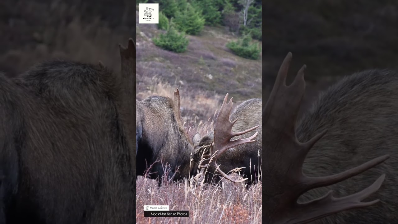 Epic Moose Battle  Antlers Clash in Epic Nature Showdown! #wildlife #moose #moose