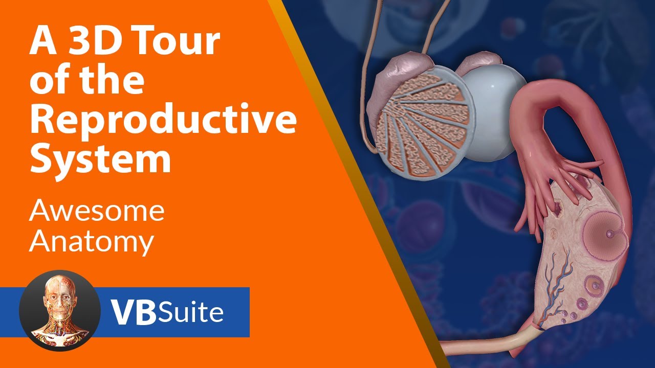 Visible Body | A 3D Tour of the Reproductive System