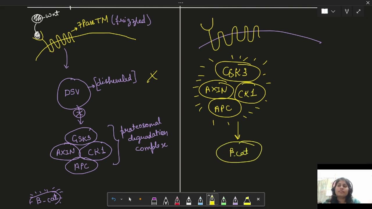 How Do Cells Decide Their Fate? | Wnt Signaling Pathway