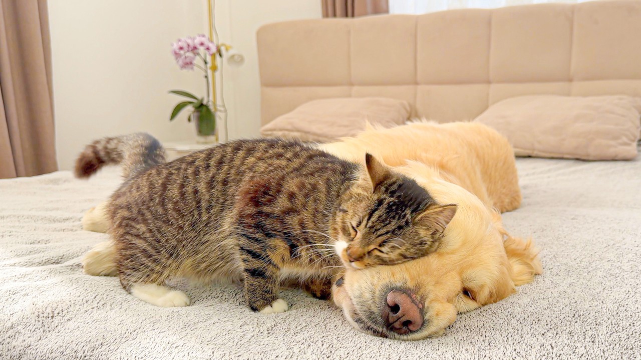 Golden Retriever&rsquo;s Priceless Reaction When a Kitten Hugs Him [Cuteness Overload]