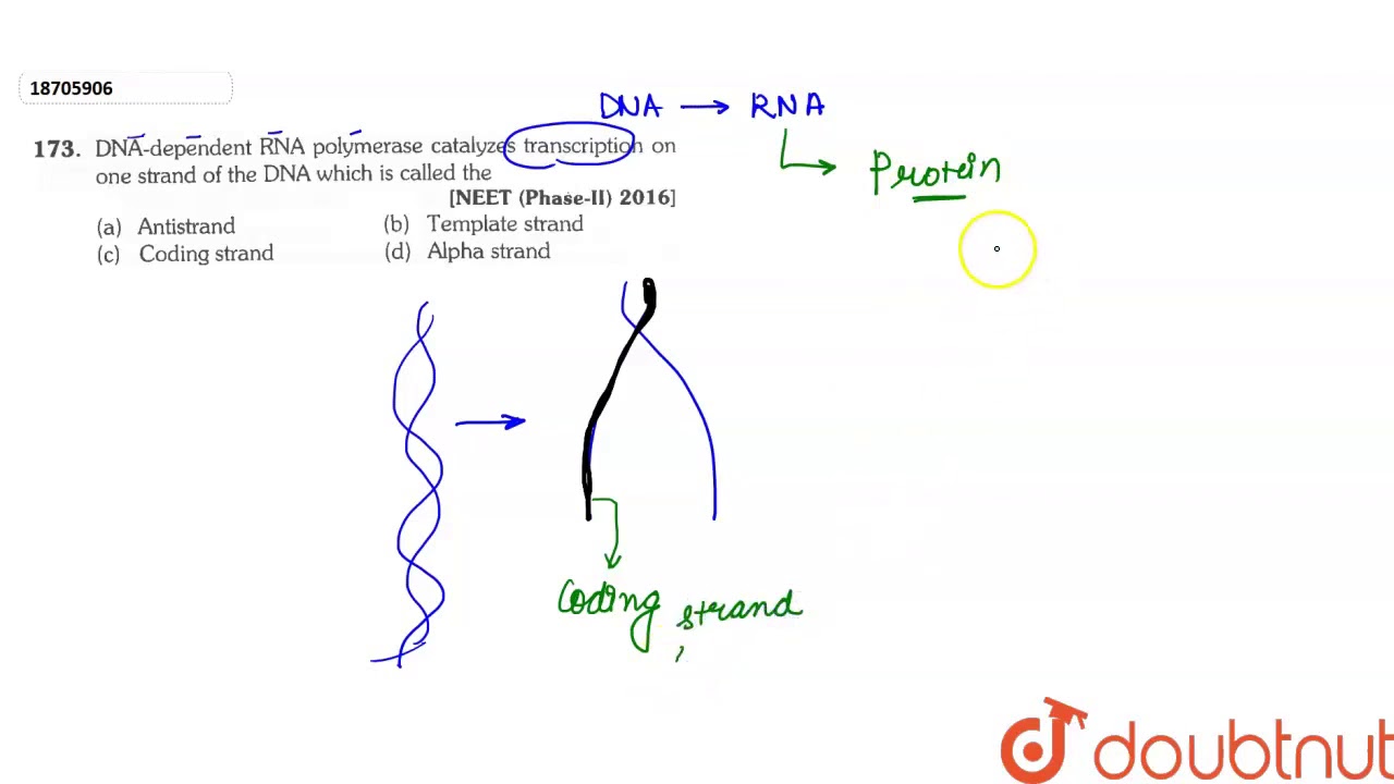 DNA -dependent RNA polymerase catalyzes transcription on one strand of the DNA which is called the