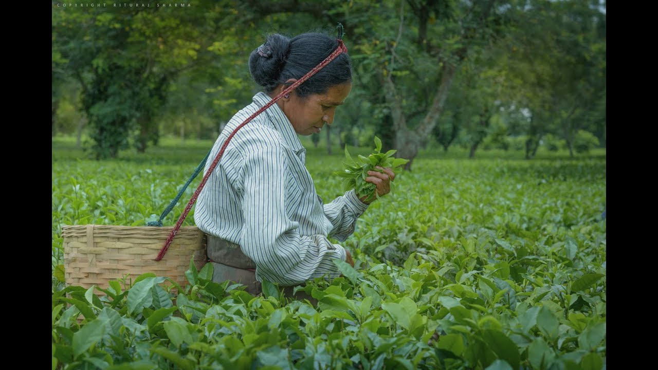 Plucking in Tea :  Best Practices