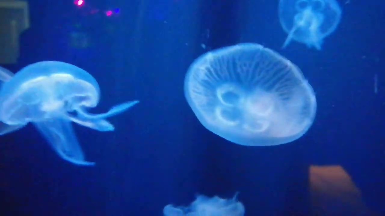 odysseo mauritius