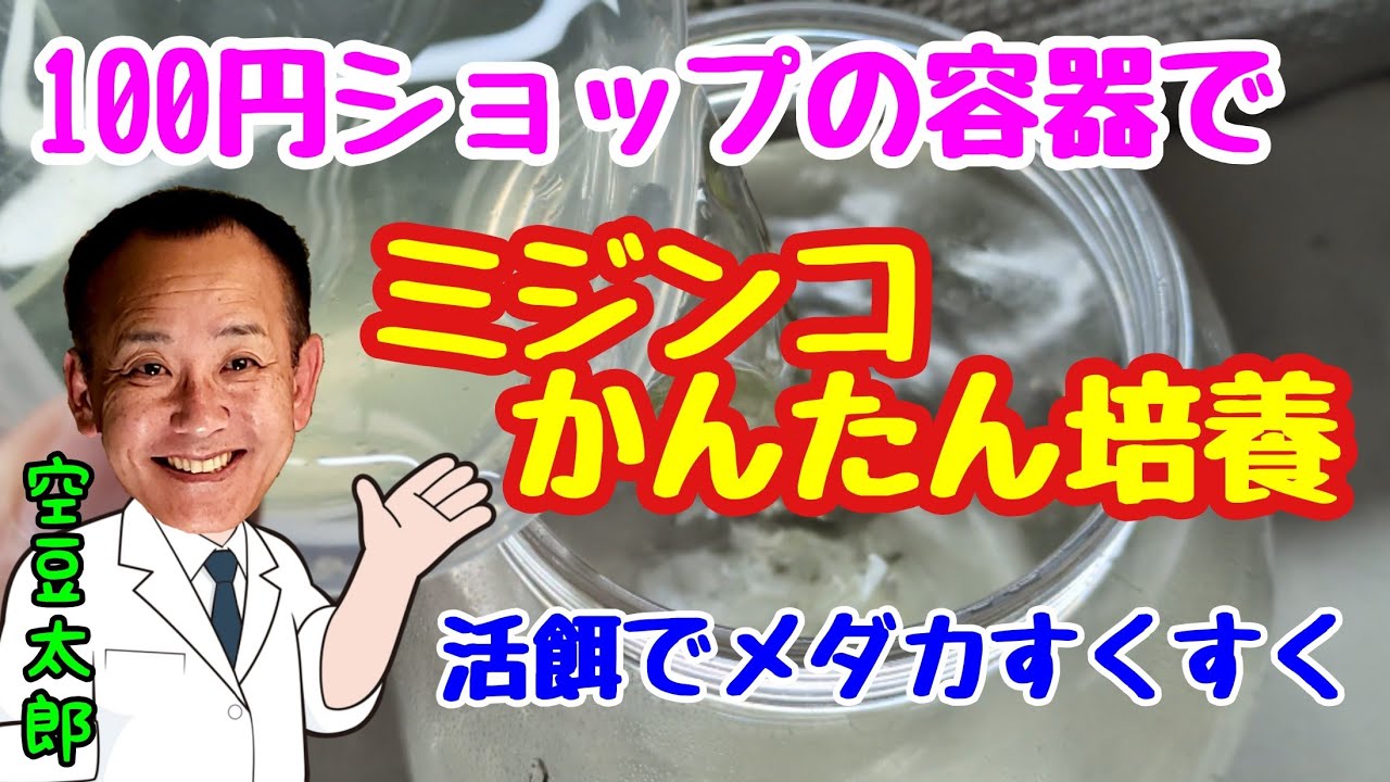 100円ショップの容器でミジンコ簡単培養