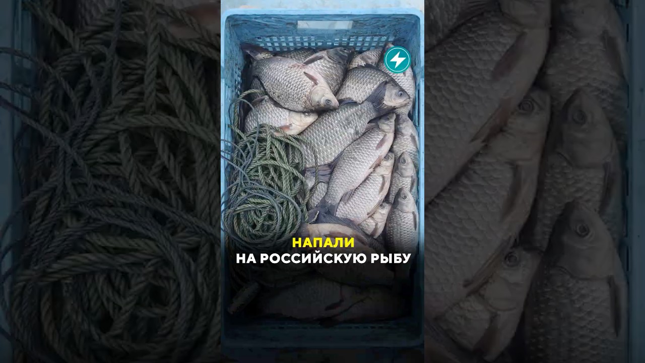 Напали на российскую рыбу / Новости #беларусь #могилев #рыба #рынок #цены