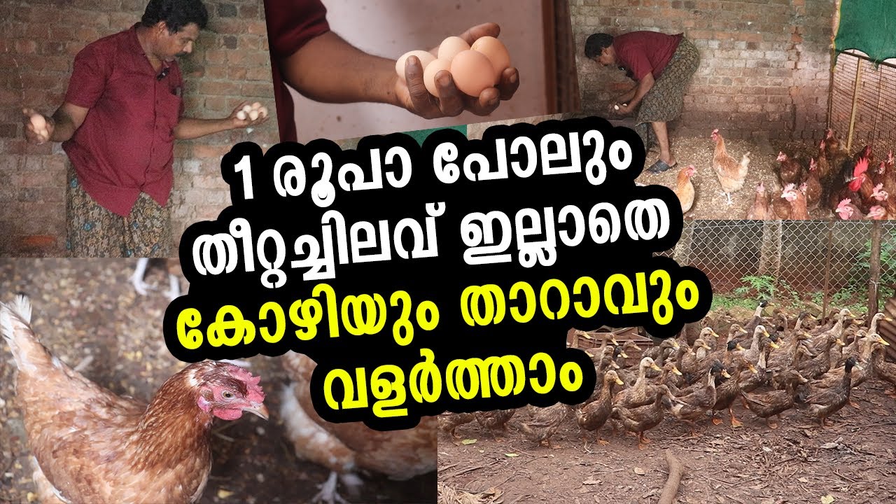 കോഴി വളർത്തൽ ലാഭകരമാക്കാം: തീറ്റയ്ക്ക് ഒരു രൂപ പോലും വേണ്ട! | Low Cost Duck & Chicken Farming