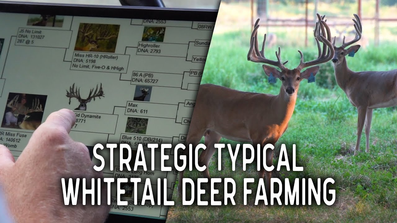 Strategic Typical Whitetail Deer at Big Rack Ranch