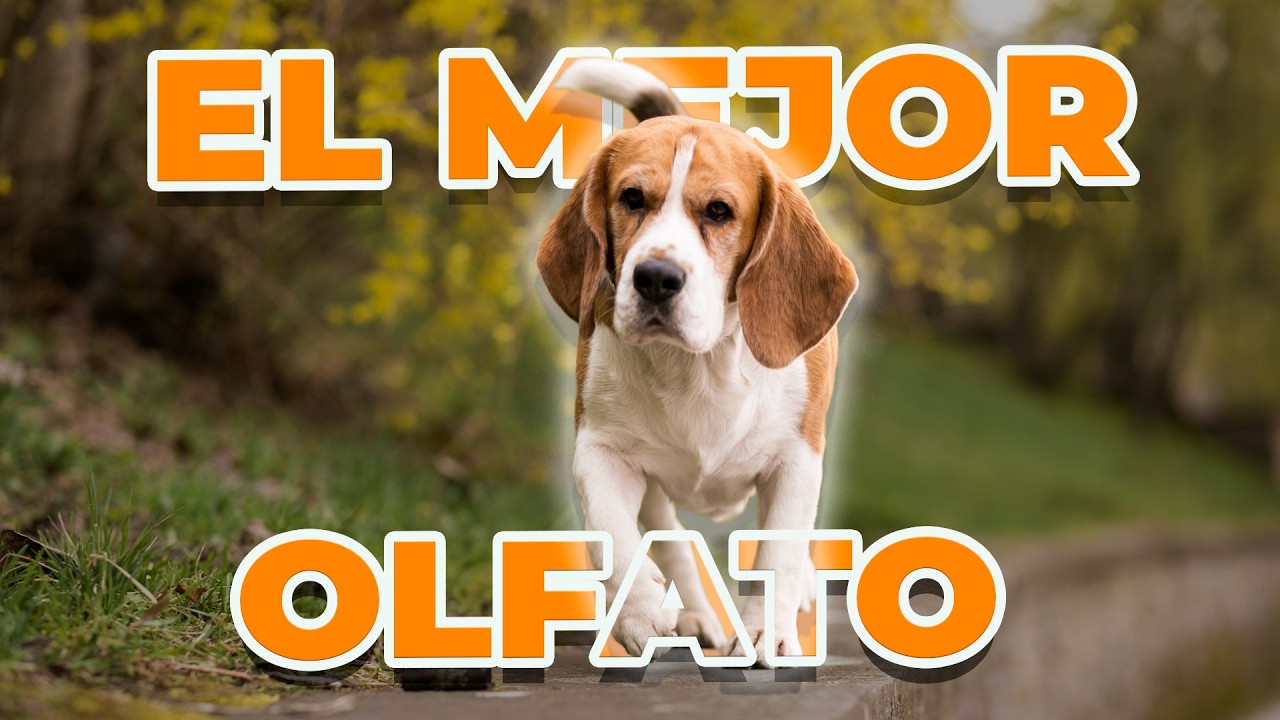 🐶 Beagle: El perro cazador de nariz imbatible