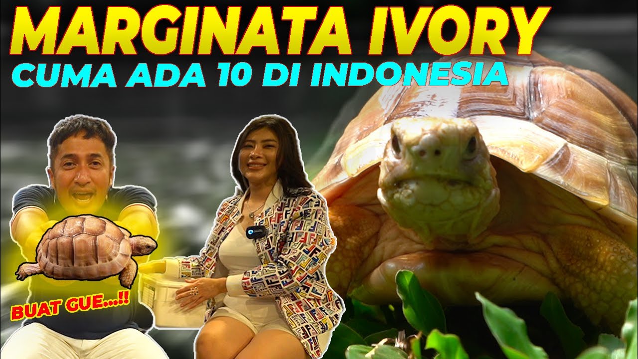 KOLEKSI LANGKA !!!!!  SULCATA ALBINO YOLANDA DIKASIH BUAT GUE..