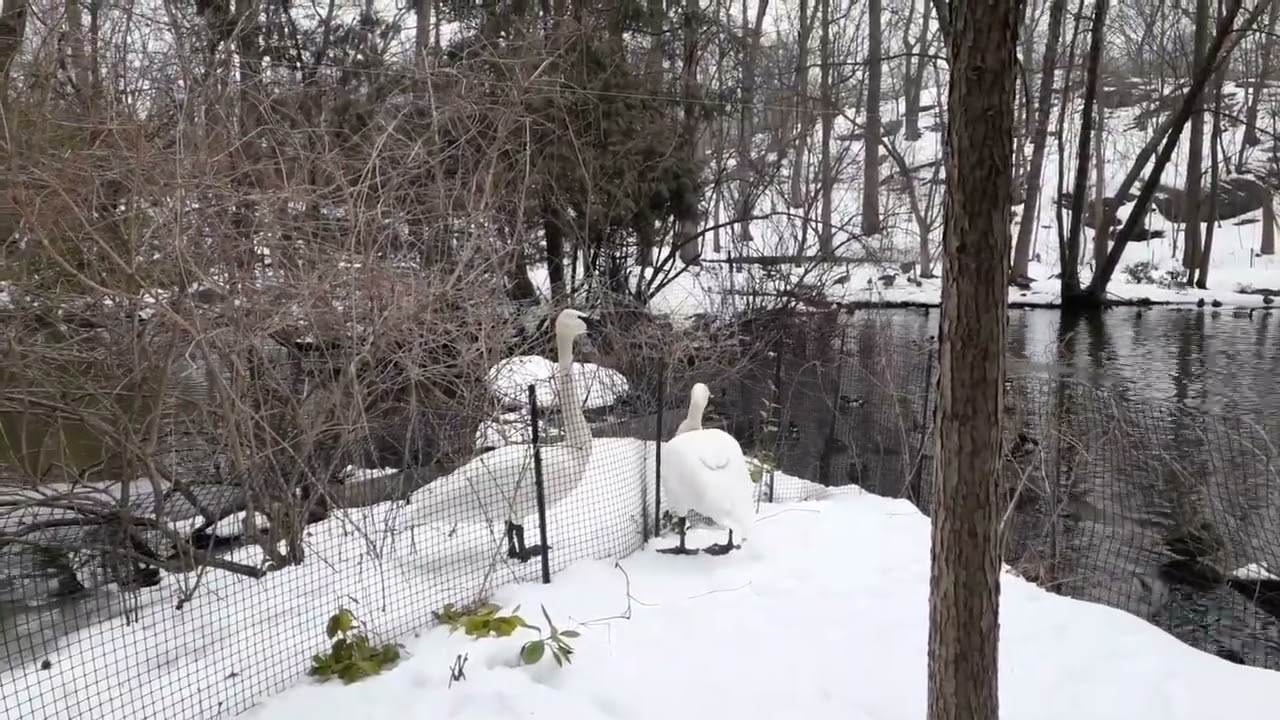Stuck Swan’s Partner Refuses to Leave Their Side