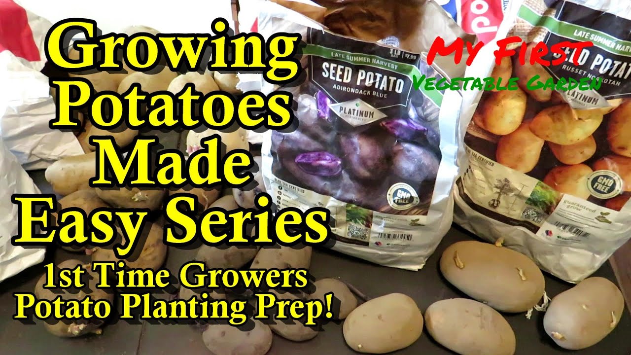Growing Potatoes for New Gardeners E1:  Preparing to Plant -  Varieties, Types, Chitting, & Cutting