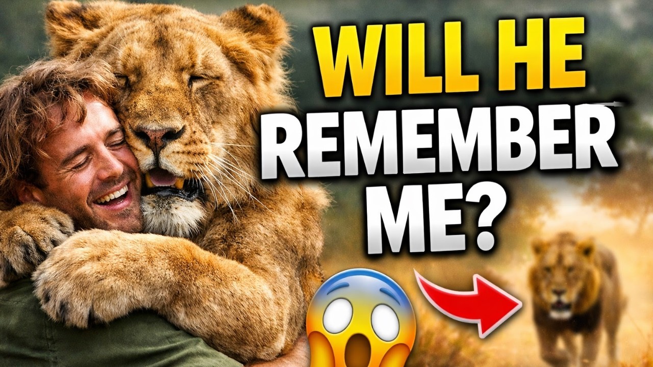 The Lion Who Never Forgot His Rescuers   The Story of Christian the Lion