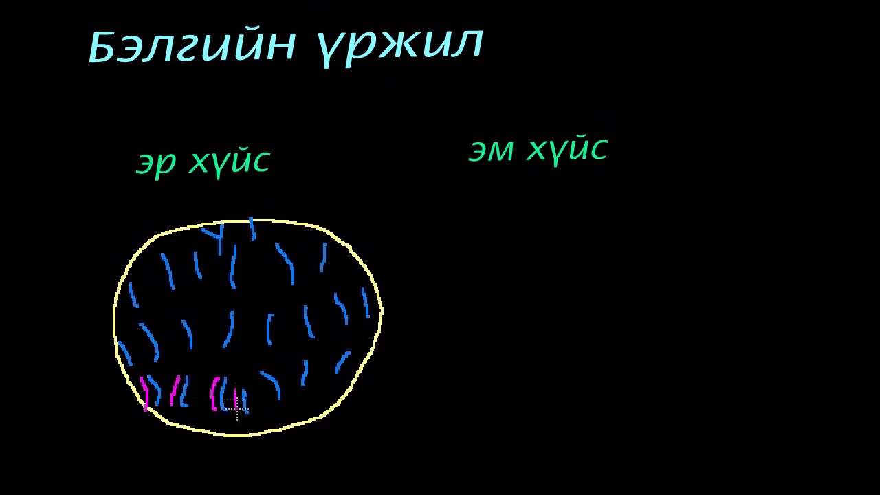 Зүйлүүдийн олон янз байдал