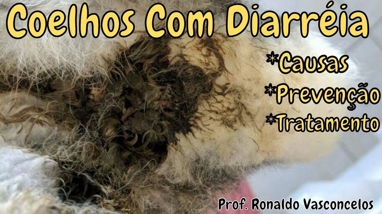 Coelhos Com Diarréia, Como tratar?