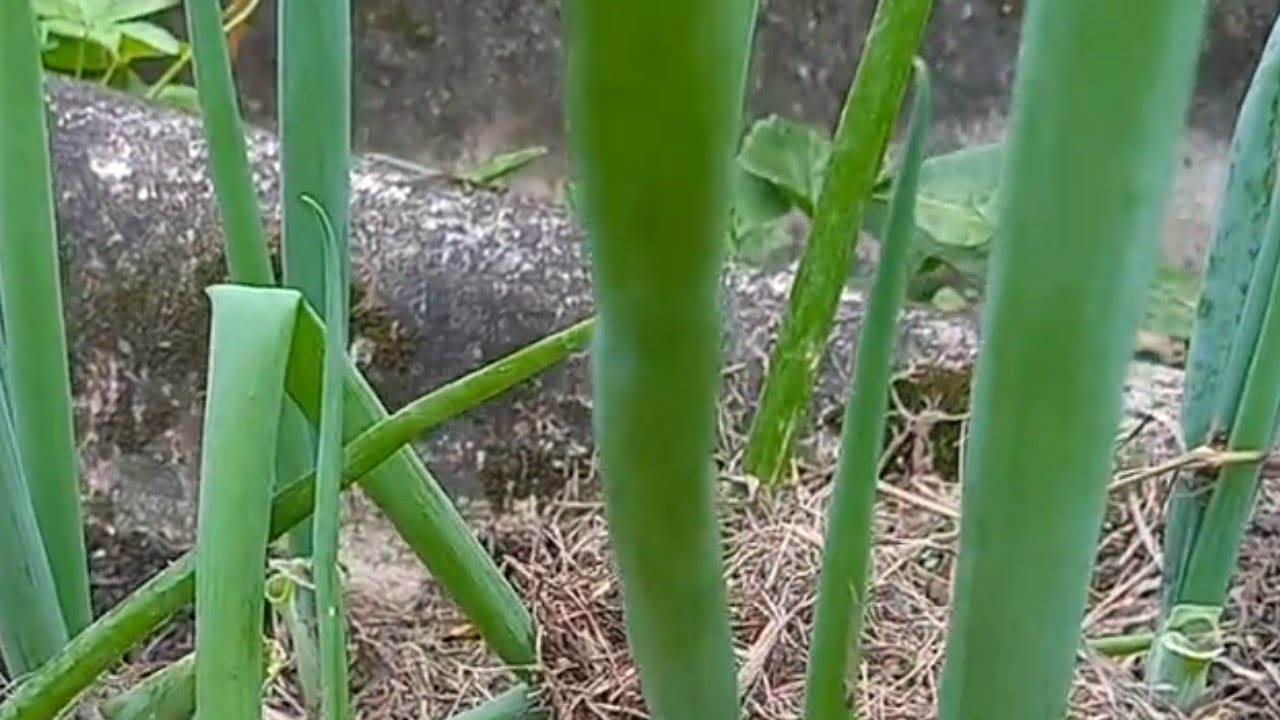#Plantando Cebolinha#plantas#vidanocampo 