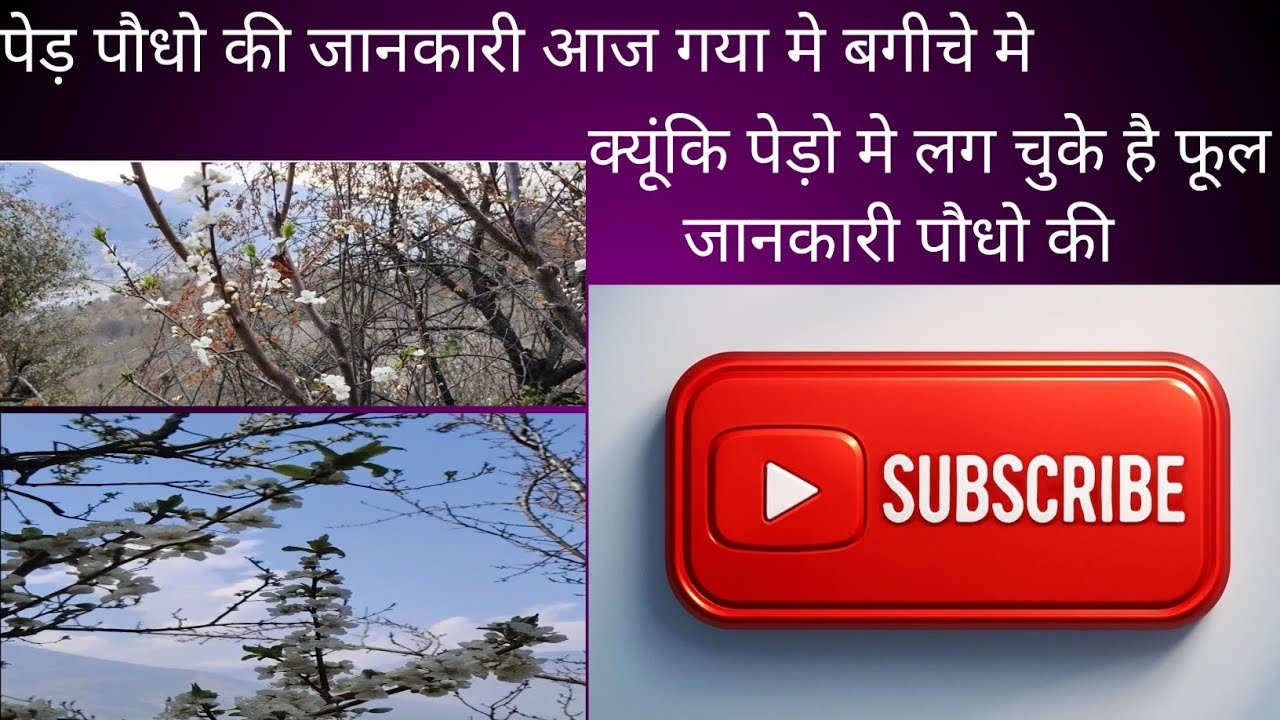 Ped poudhe ki jankari #trending #foryou #nature #thepawanpk7 #viral #farming #knowledge 