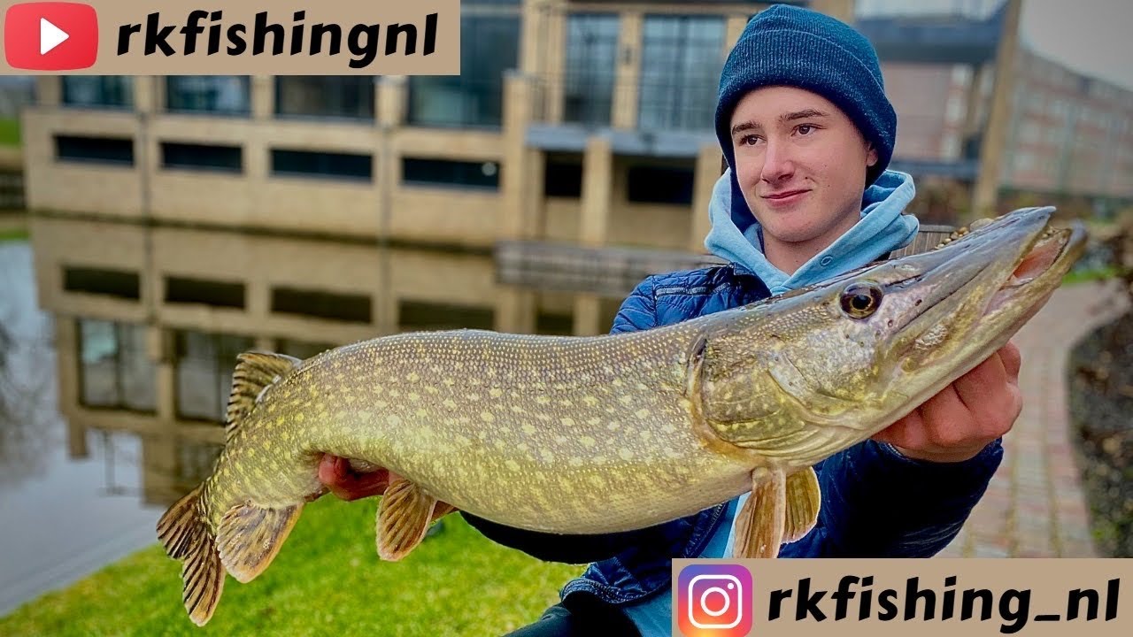 DIKKE SNOEKEN IN DE POLDER!!//snoekvissen met shad&rsquo;s