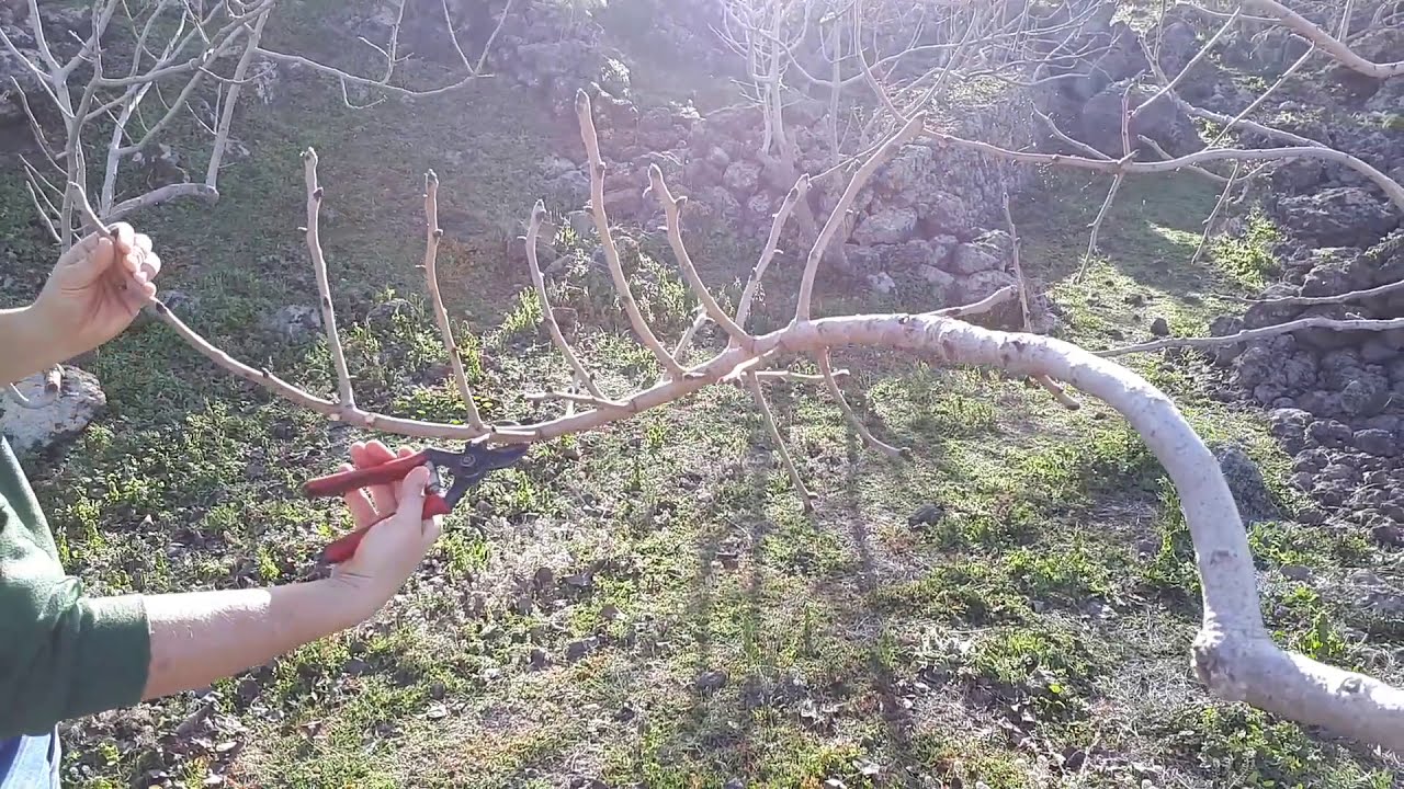 Potatura del Pistacchio - Pistachio pruning