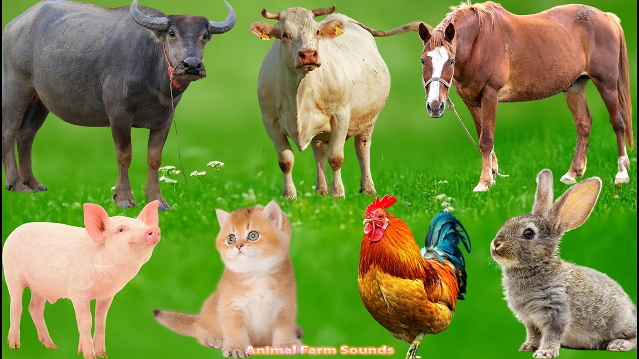 Explore Farm Animals: Dog, Duck, Cat, Rabbit, Cow, Sheep, Pig, Chicken –  Animal Videos