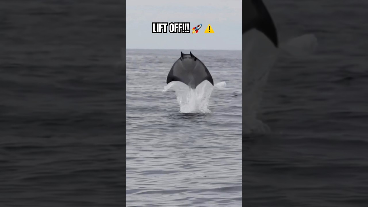 GIANT MANTA RAY Jumps UNBELIEVABLY HIGH!?!⚠️👀🐟