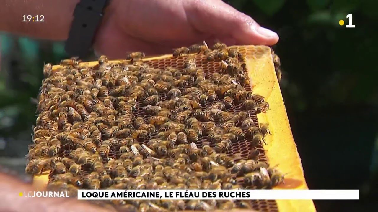 Loque américaine : comment éviter ce fléau des ruches