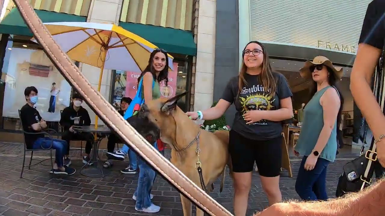 Cash 2.0 Great Dane at The Grove and Farmers Market in Los Angeles 39