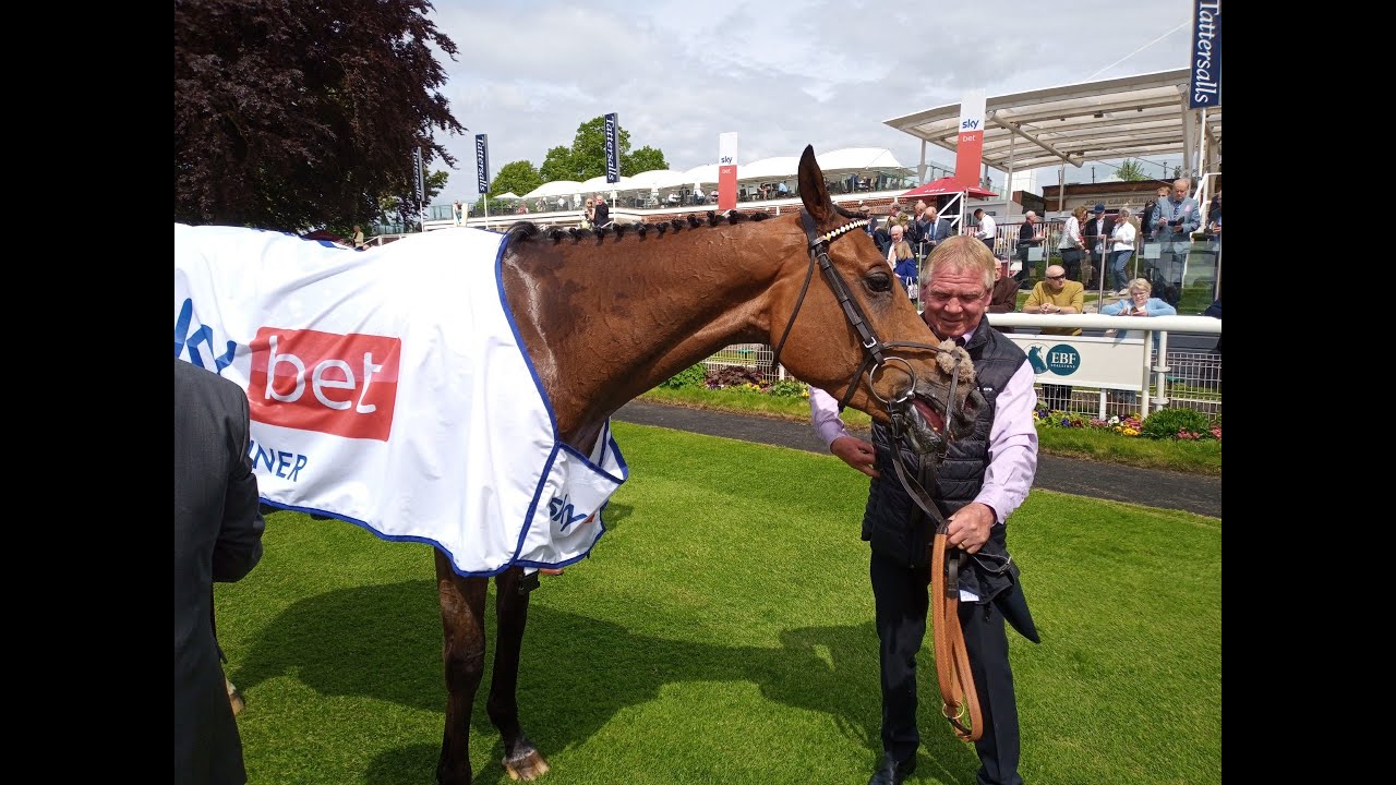 Racehorse - Scampi - York Racecourse