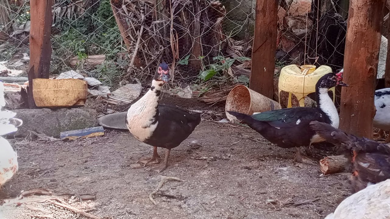 irl stream building for our ducks and chicken s