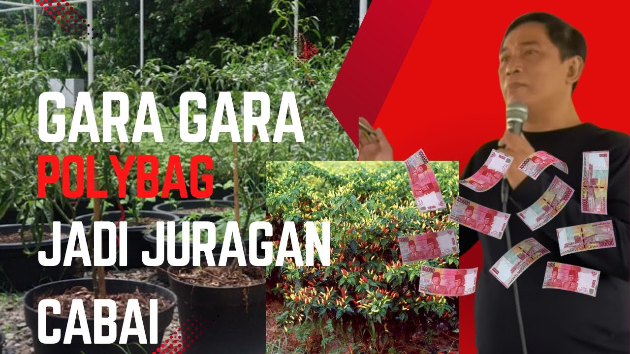GARA GARA POLYBAG JADI JURAGAN CABAI #bayudiningrat