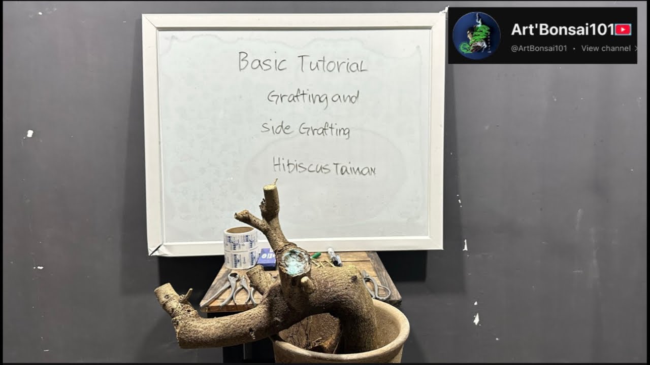 Live#48, Grafting and side grafting technique #bonsai #bonsaiworkshop #tutorial 🫶🏼🫡🌳🇵🇭