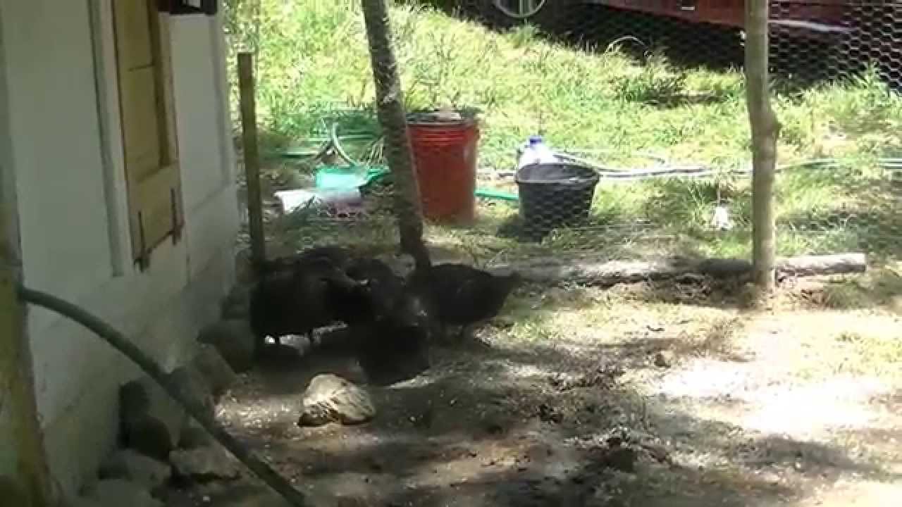 Building a fence and closing in the ducks