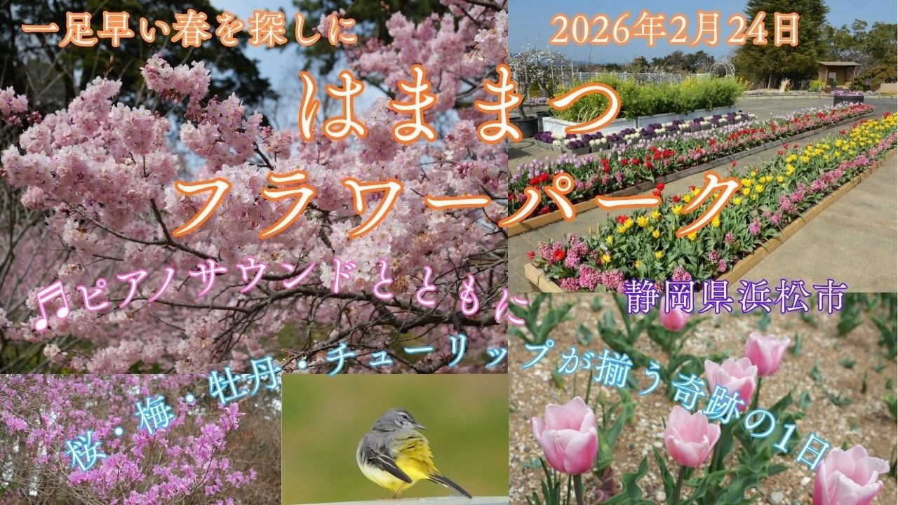 【風景と自然】はままつフラワーパーク 浜松市 2026年2月24日　Hamamatsu Flower Park