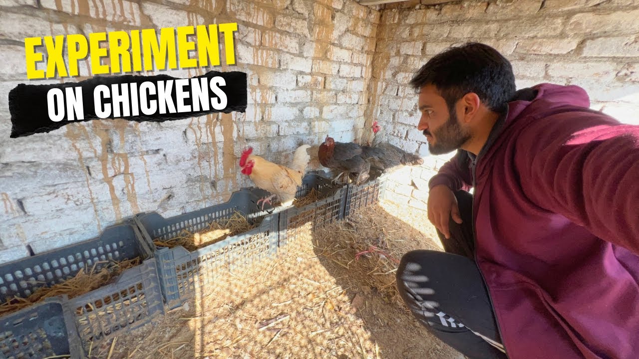 Murgiyon pai aik khas experiment kiya 