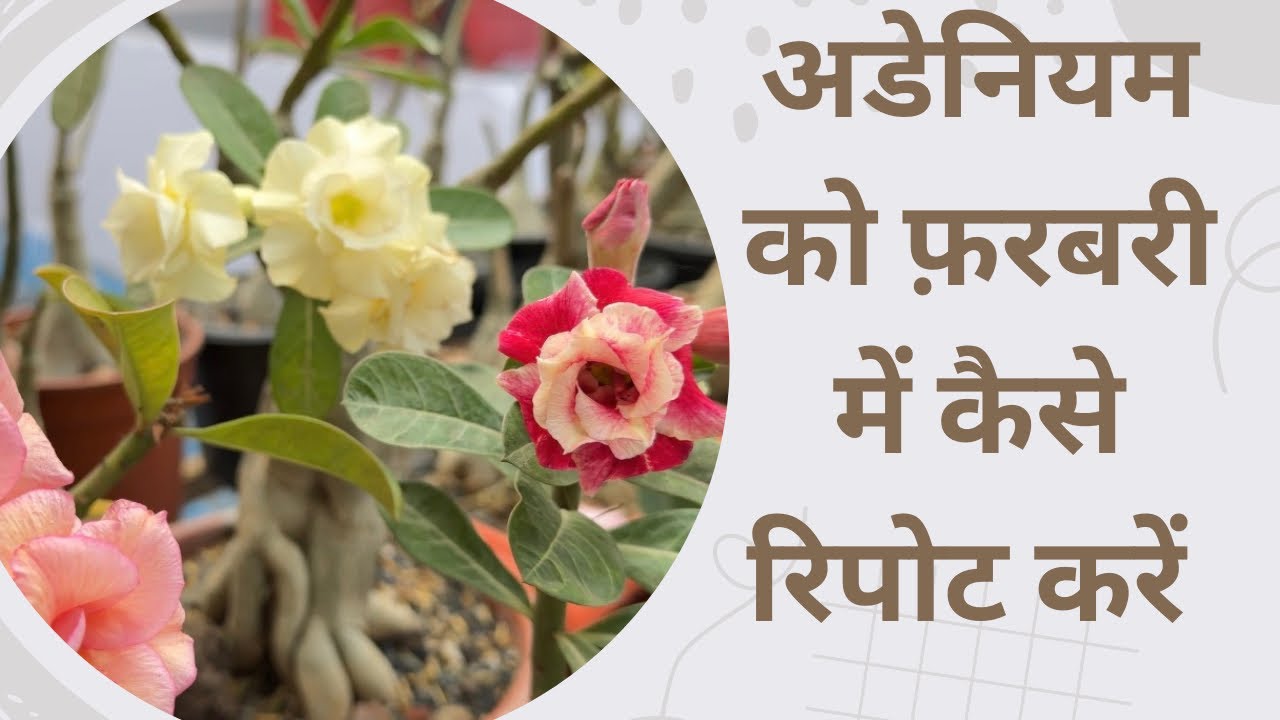 How to repot Adenium plant in February?