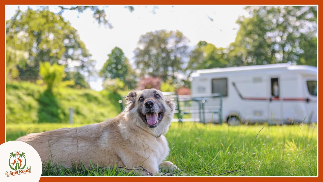 Stellplatz auf Rügen am Kreidefelsen – Camping mit Hund kann so schön sein