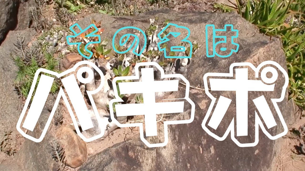 TRAVEL VLOGマダガスカル#06　パキポディウム #パキポディウム #madagascar