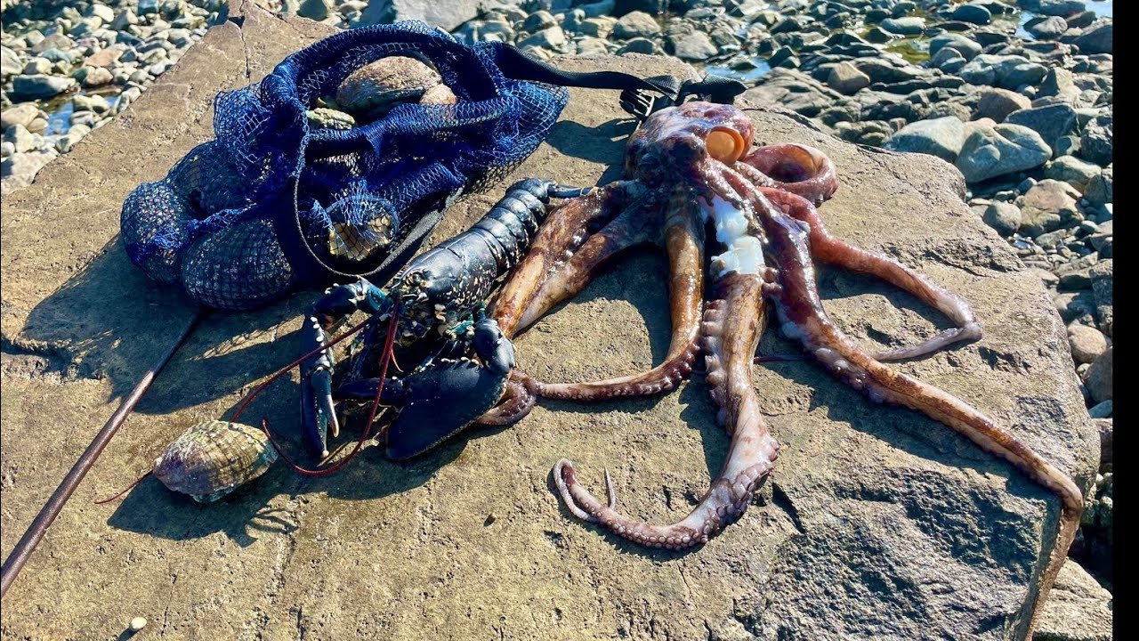 BIG LOBSTERS & OCTOPUS - Amazing Day Coastal Foraging ! Catch & Cook 