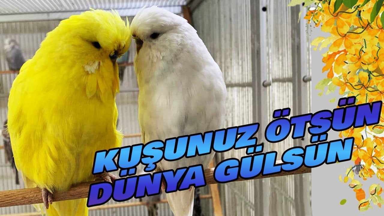 Kuşunuza Dinletin Sonra Siz onun Ötüşünü Dinleyin - Muhabbet Kuşu Sesi ! ! !
