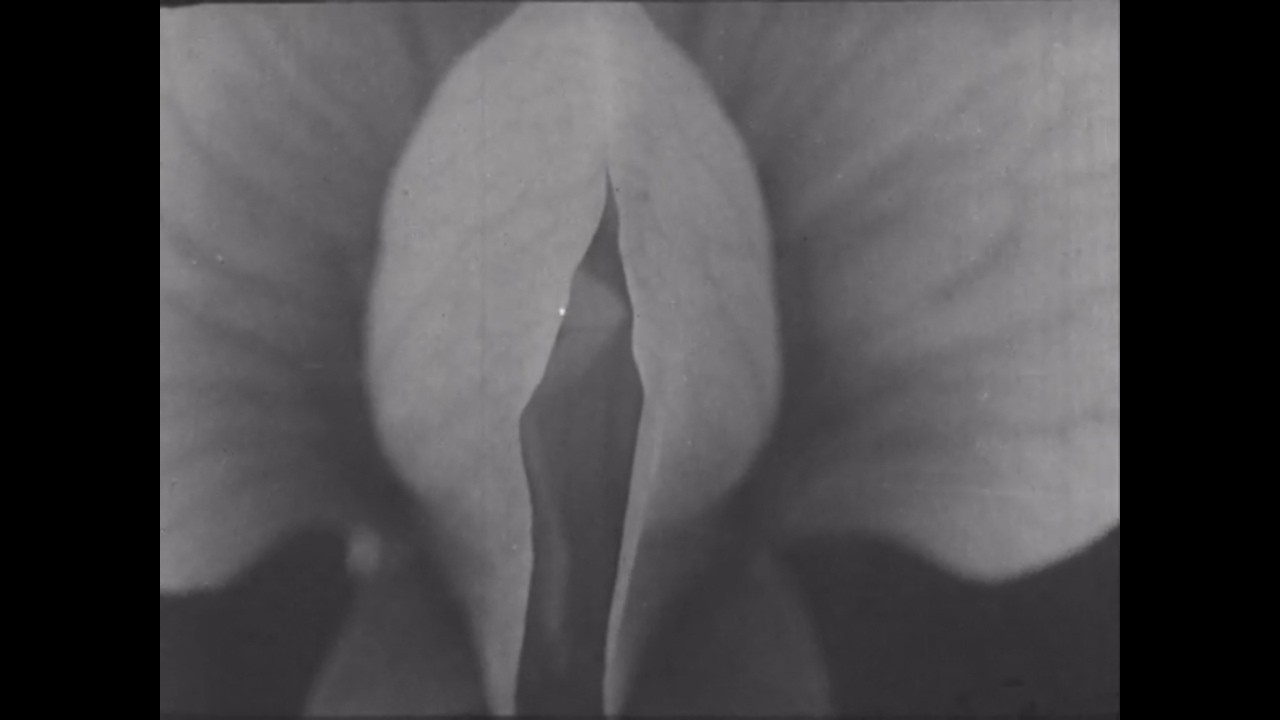 Iranon - I'm an insect who dreamt he was a man and loved it. (Official Video)
